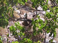 Mother Boobie sitting on eggs